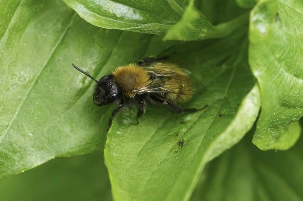 Qual è il metodo più sicuro per decolorare un jeans e creare un effetto vintage fatto in casa?